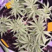 Red Wine -Seeds Genetics