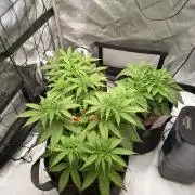Houston, We Have Trichomes