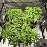 Houston, We Have Trichomes