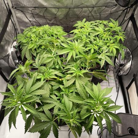 Houston, We Have Trichomes