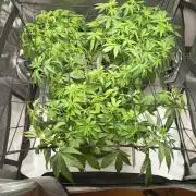 Houston, We Have Trichomes