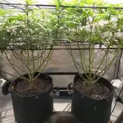 Houston, We Have Trichomes