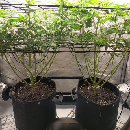 Houston, We Have Trichomes