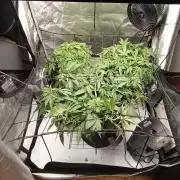 Houston, We Have Trichomes