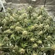 Houston, We Have Trichomes