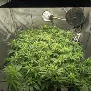 Houston, We Have Trichomes