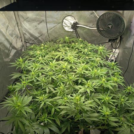 Houston, We Have Trichomes