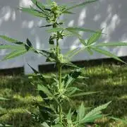 Purple Lemonade Auto