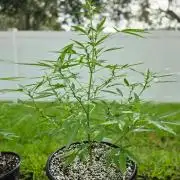 Pound Cake Auto