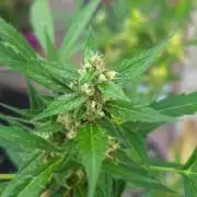 Pound Cake Auto