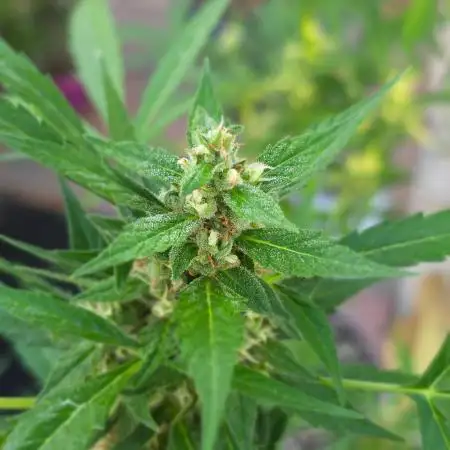 Pound Cake Auto