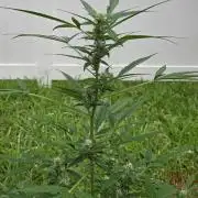 Pound Cake Auto