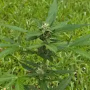 Gorilla Cookies