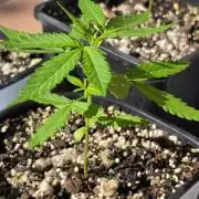 Fastbuds Outdoor