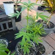 Gorilla Cookies