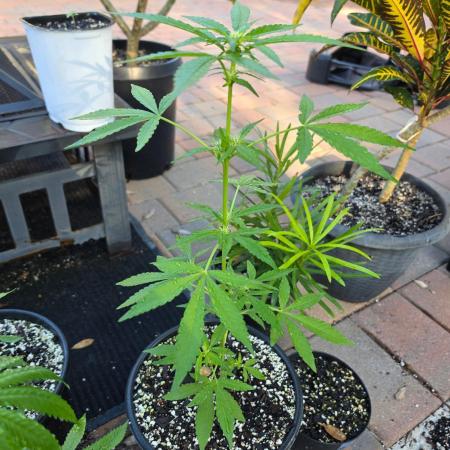 Gorilla Cookies