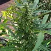 Pound Cake Auto