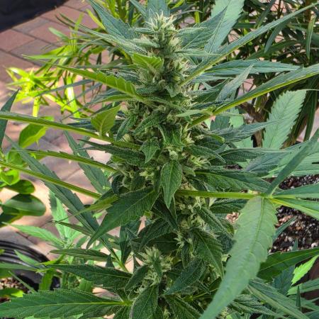 Pound Cake Auto