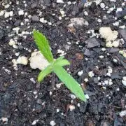 Fastbuds Outdoor