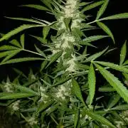 Pound Cake Auto