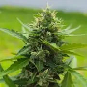 White Widow Auto