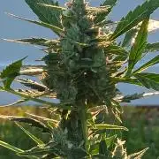 Pound Cake Auto