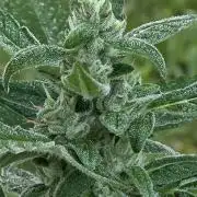 Strawberry Gorilla Auto RF3?