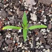 Fastbuds Outdoor