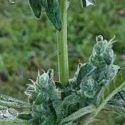 Strawberry Gorilla Auto RF3?