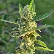 Strawberry Gorilla Auto RF3?