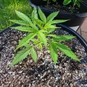 Pound Cake Auto