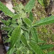 Strawberry Gorilla Auto RF3?