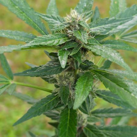Gorilla Cookies