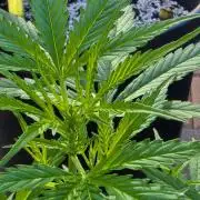 Pound Cake Auto