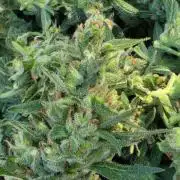 Pound Cake Auto
