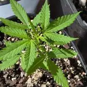 Fastbuds Outdoor