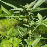 Gorilla Cookies