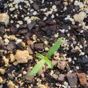 Fastbuds Outdoor