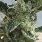 White Widow Auto