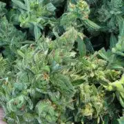 Pound Cake Auto