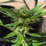 Gorilla Cookies