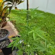 Gorilla Cookies