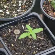White Widow Auto