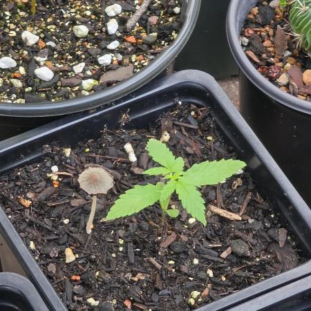 White Widow Auto