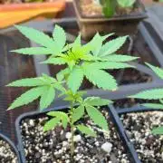 Fastbuds Outdoor