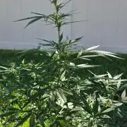 Pound Cake Auto