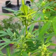 Strawberry Gorilla Auto RF3?
