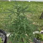 White Widow Auto