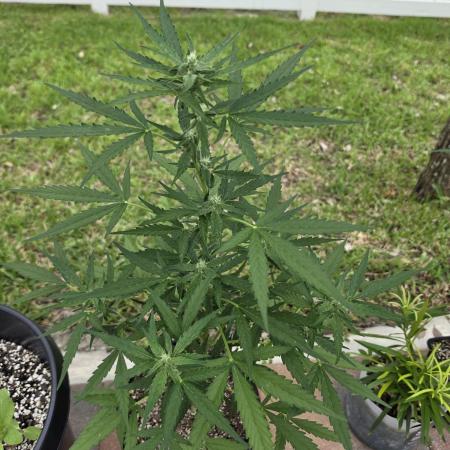 White Widow Auto