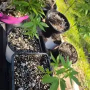 Fastbuds Outdoor